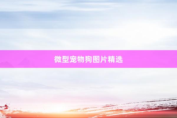 微型宠物狗图片精选