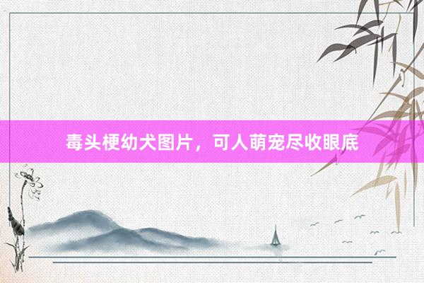 毒头梗幼犬图片，可人萌宠尽收眼底